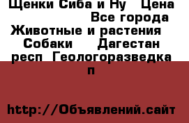 Щенки Сиба и Ну › Цена ­ 35000-85000 - Все города Животные и растения » Собаки   . Дагестан респ.,Геологоразведка п.